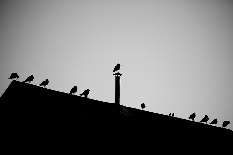 Sea Gulls In Silhouette Photograph
