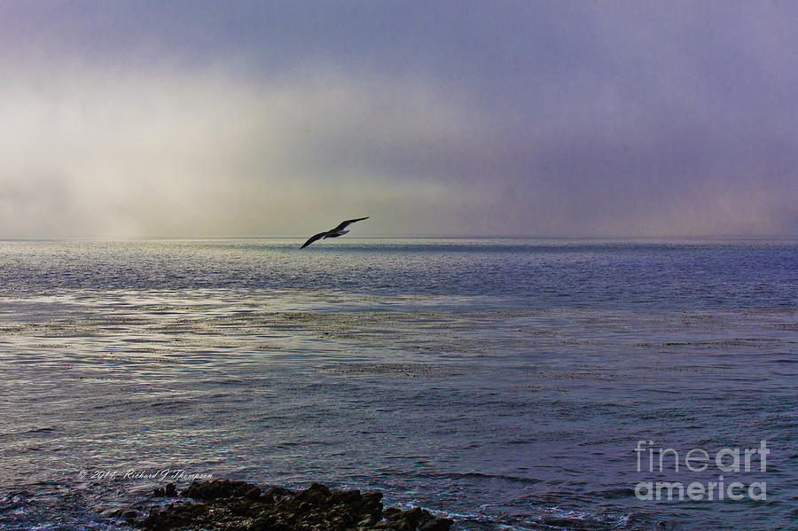 Sea Gulls Twilight Flight Photograph by Richard J Thompson 