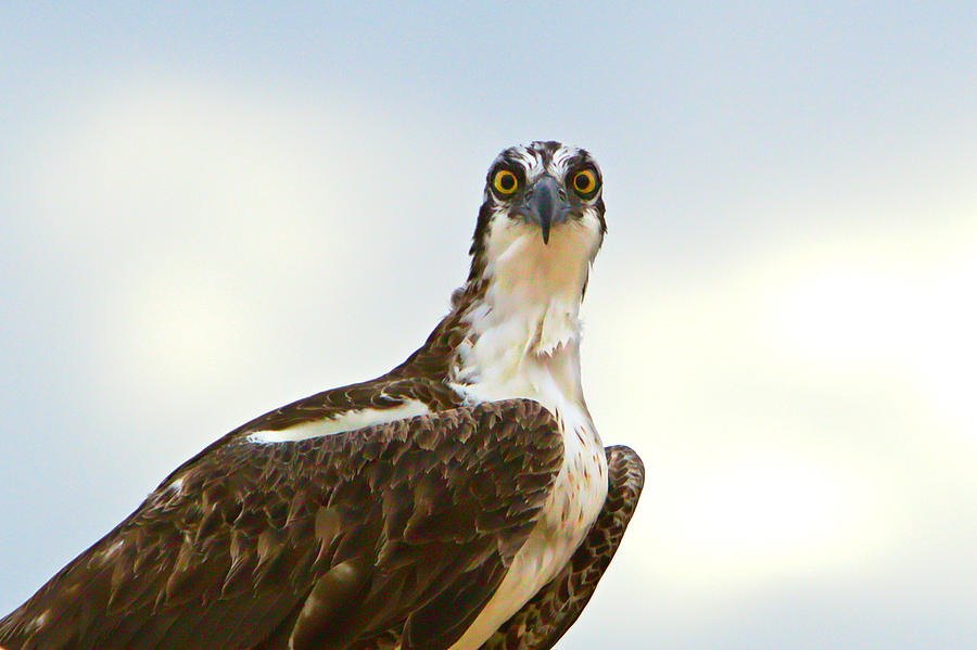 Osprey Photograph - Sea Hawk by Robert Bascelli