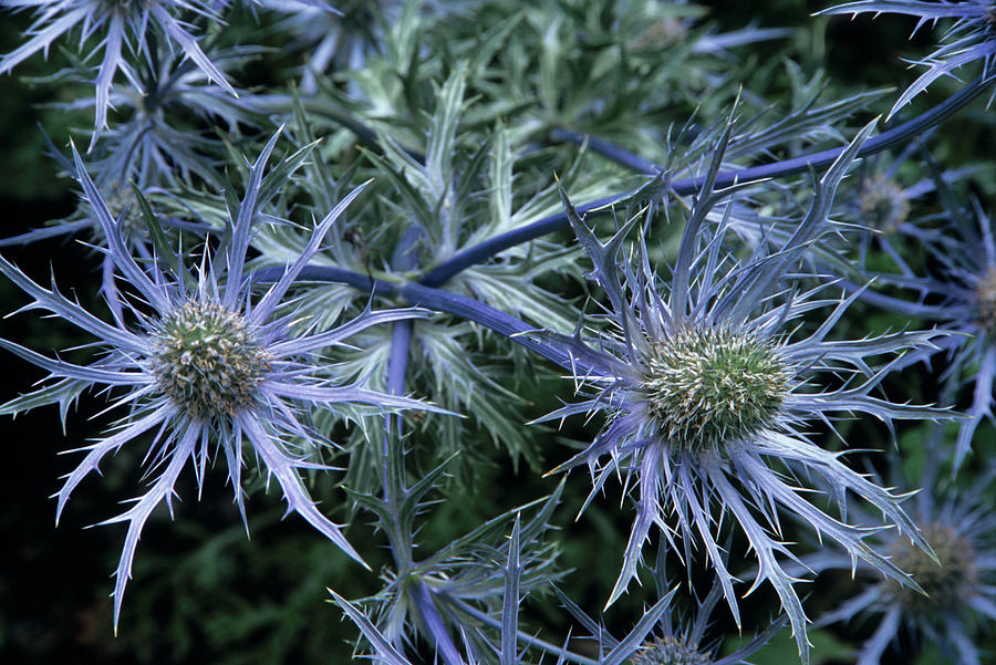 Nature Photograph - Sea Holly by Archie Young/science Photo Library