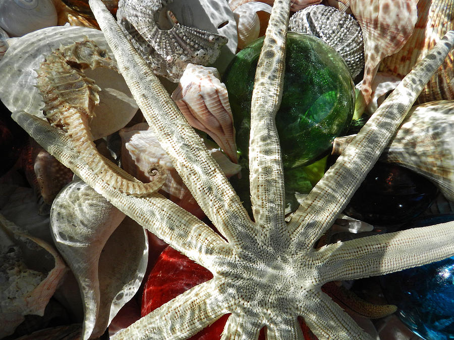 Sea Horse Star and Shells Photograph by Deborah Ferree