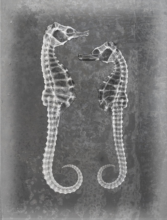 Sea Horses Sea Shell X-ray Art Photograph by Roy Livingston