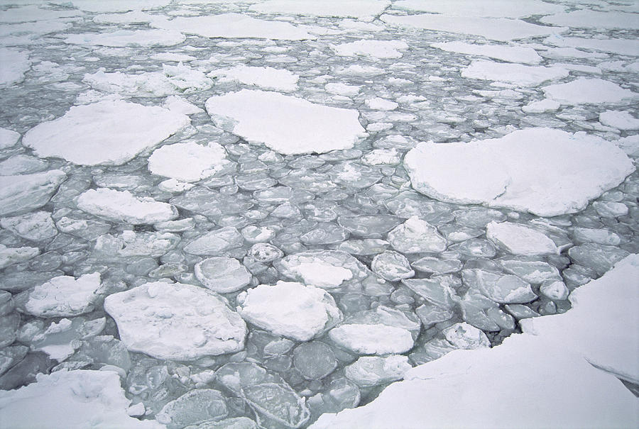 Sea Ice Pancake Ice Forming Antarctica Photograph by Tui De Roy