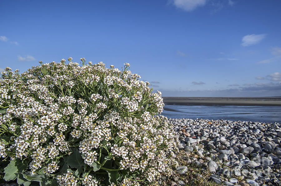 Sea kale 6 Photograph by Arterra Picture Library