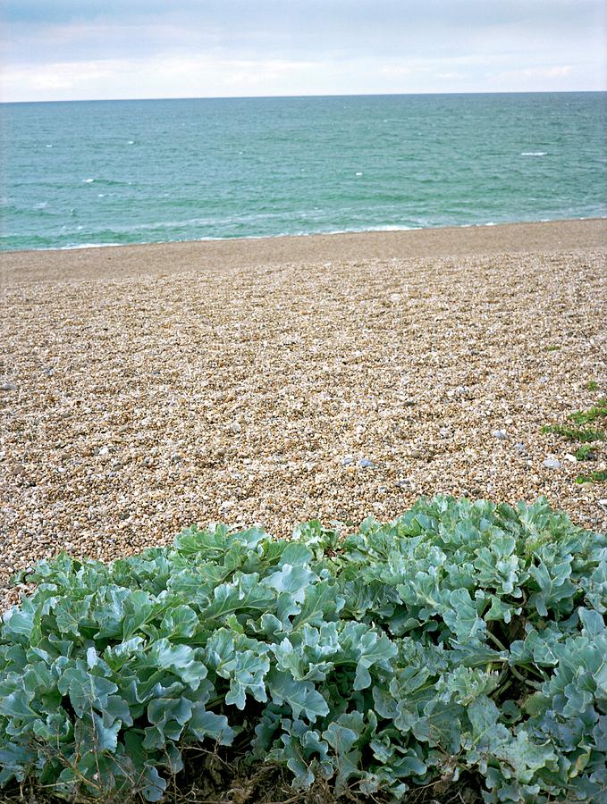 Sea Kale On A Beach Photograph by Robert Brook/science Photo Library