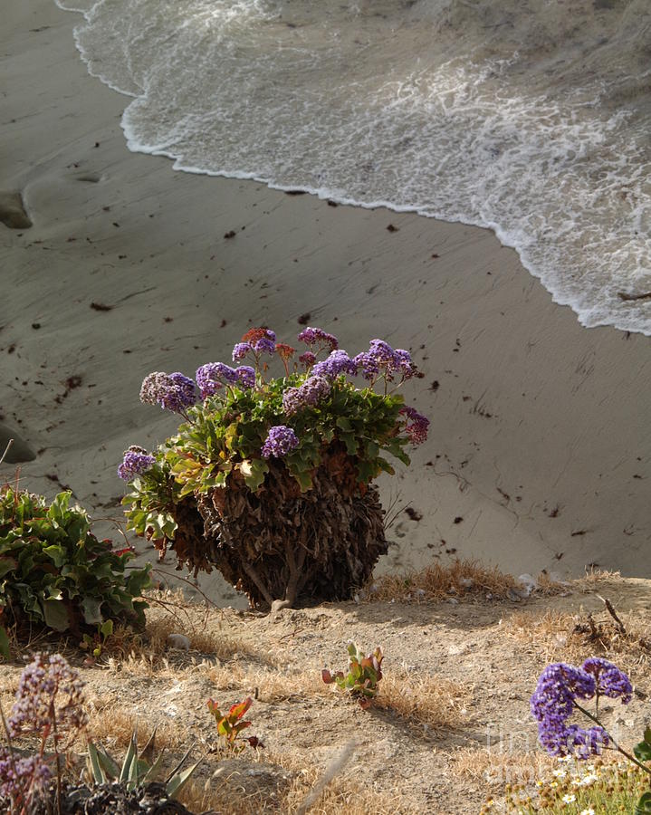 Sea Lavender and Surf - California Photograph by Anna Lisa Yoder
