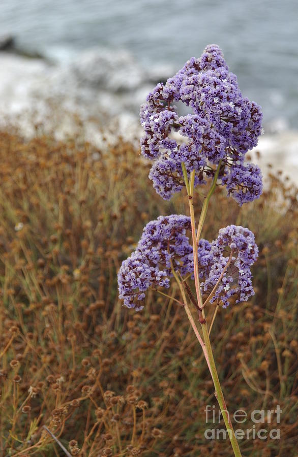 Sea Lavender in La Jolla Photograph by Anna Lisa Yoder
