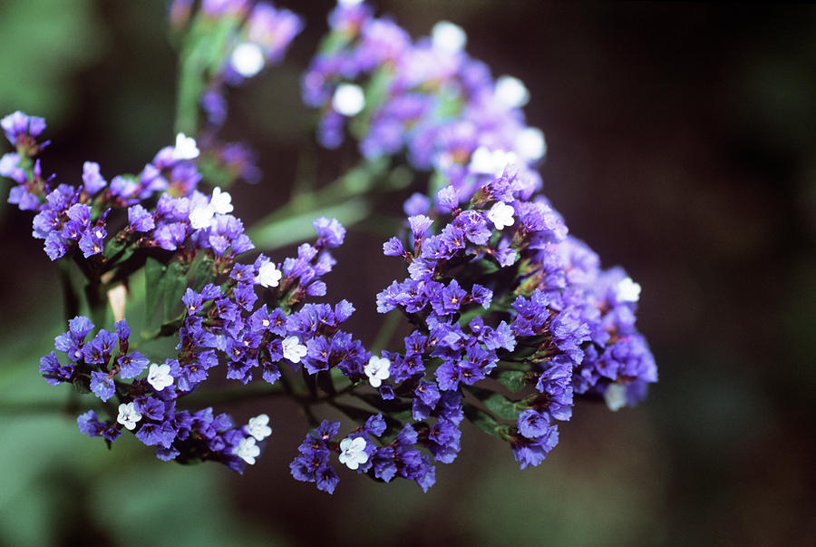 Sea Lavender (limonium Spectabile) by Adrian Thomas/science Photo Library