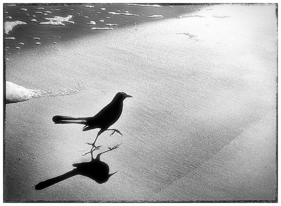 Sea Legs Photograph by Dan Stone - Fine Art America