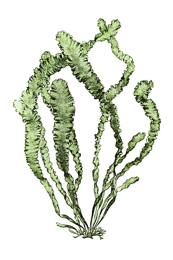 Sea Lettuce Photograph by David Parker/science Photo Library Fine Art