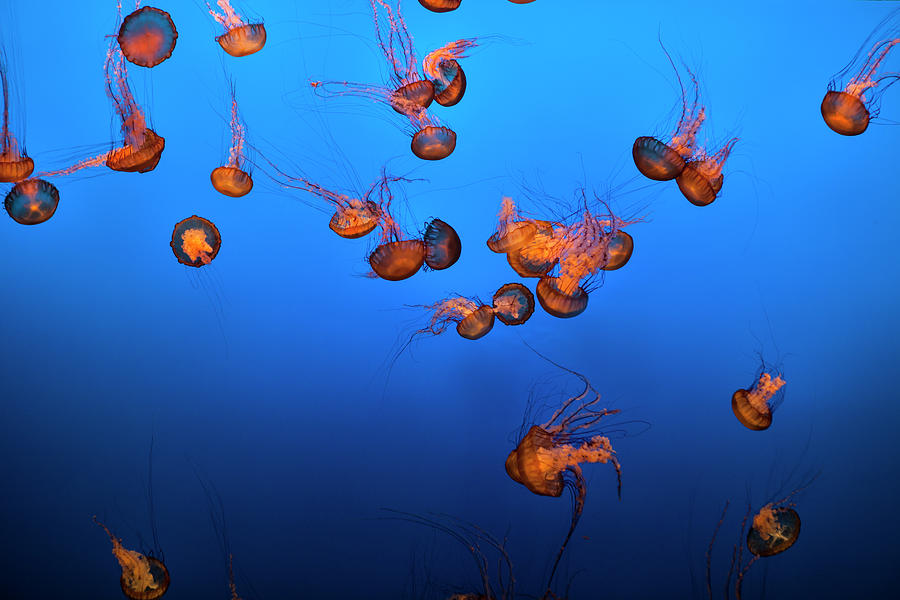 Sea Life And Jelly Fish Underwater The Photograph by Pgiam