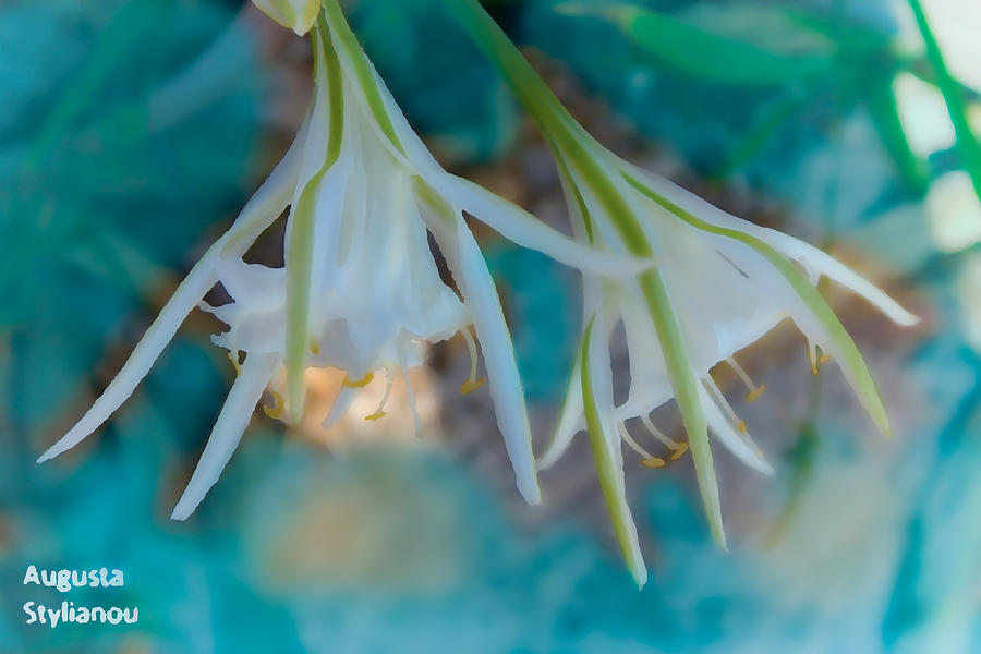 Sea Lilies Photograph by Augusta Stylianou