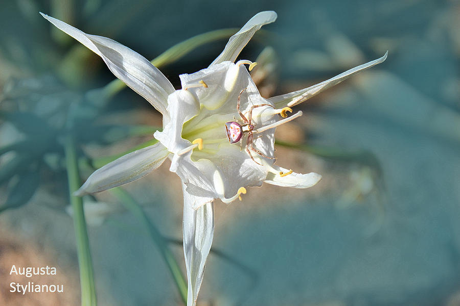 Sea Lily Photograph by Augusta Stylianou