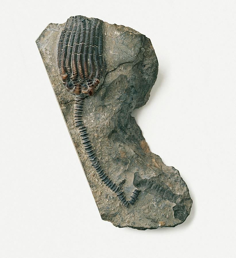 Sea Lily Fossil by Dorling Kindersley/uig
