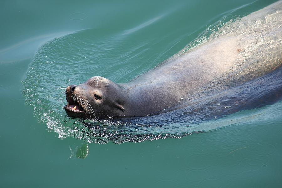 Sea lion Photograph by Anthony Trillo