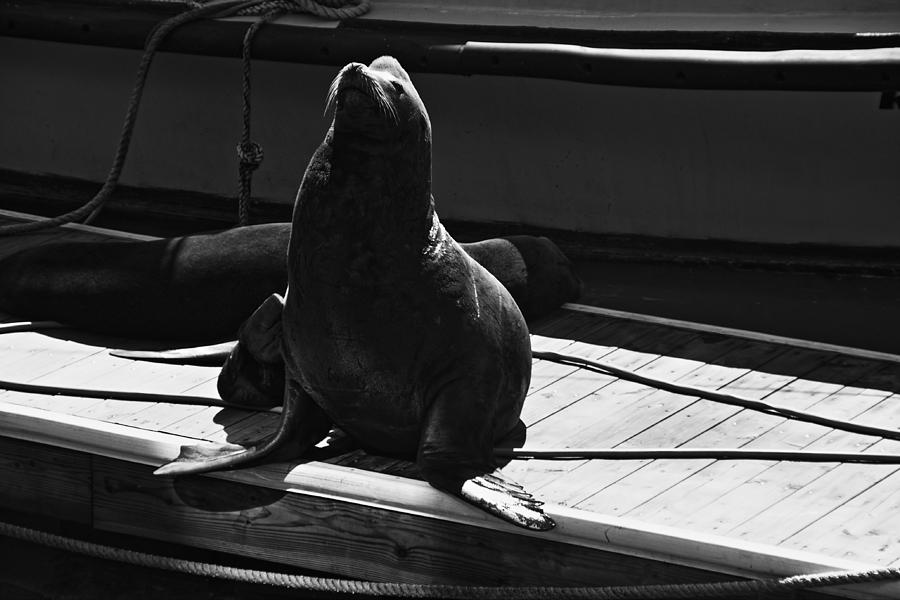 Sea Lion At Pier 39 Photograph by Aidan Moran