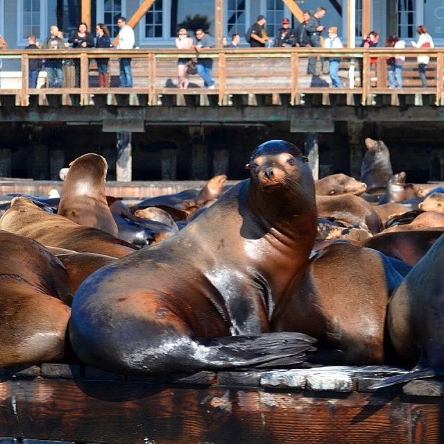 Sea Lion At Pier 39 In San Francisco Photograph by Susan Sparks