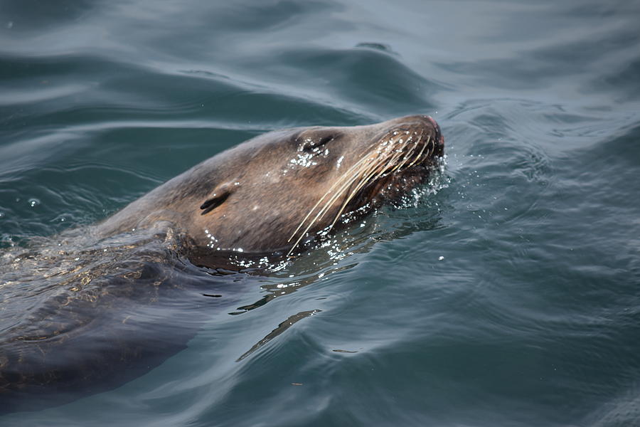 Sea Lion At Sea Photograph