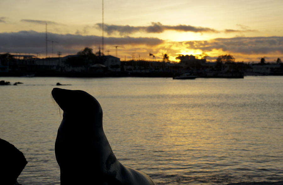 Sea Lion at Sunset Photograph by Brian Kamprath