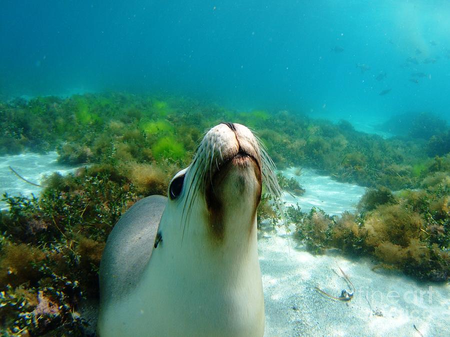 Sea lion bubble blowing Photograph by Crystal Beckmann | Fine Art America