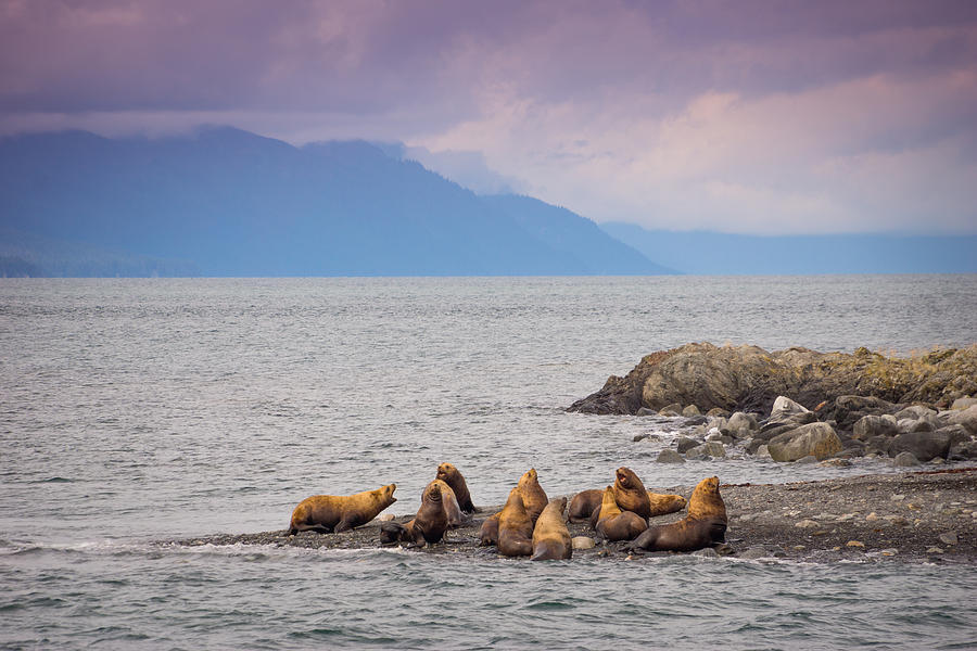 Sea Lion Bulls Photograph by Janis Knight