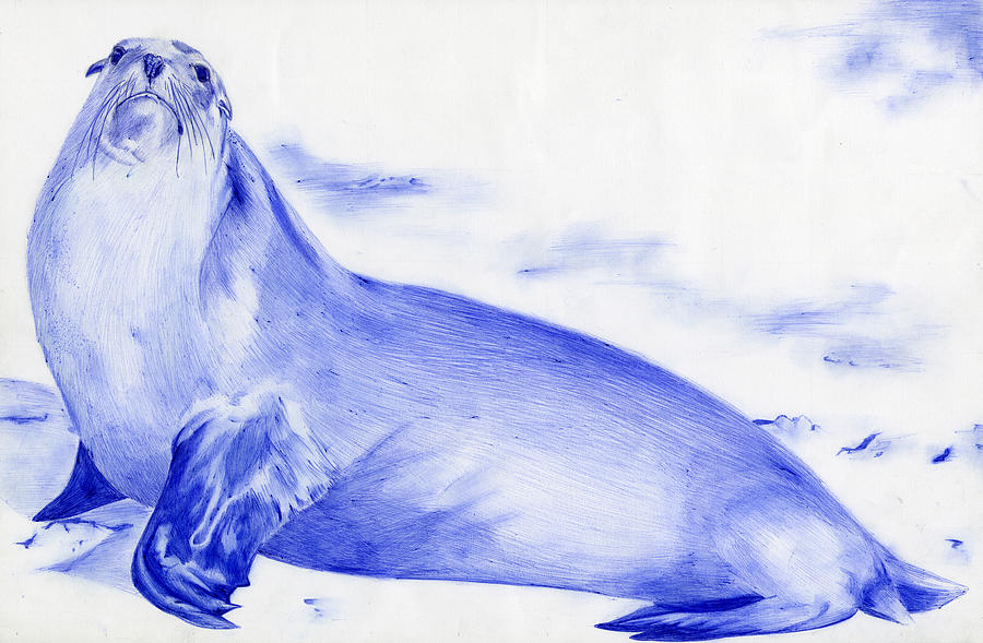 Beach Drawing - Sea Lion by Odessa Van Order 12th grade by California Coastal Commission
