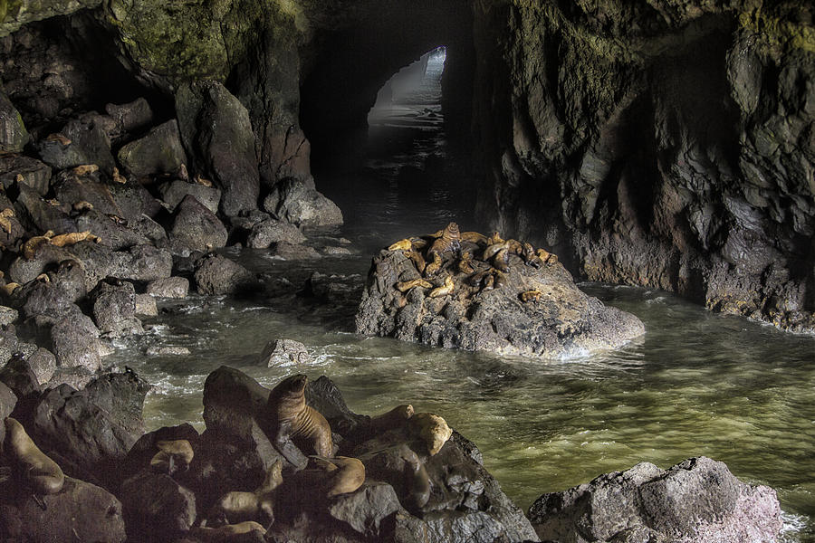 Sea Lion Cave Photograph By Rhonda Swanson Fine Art America   Sea Lion Cave Rhonda Swanson 