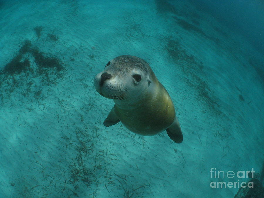 Australian Sea Lion Photograph - Sea Lion Eerie Blue by Crystal Beckmann