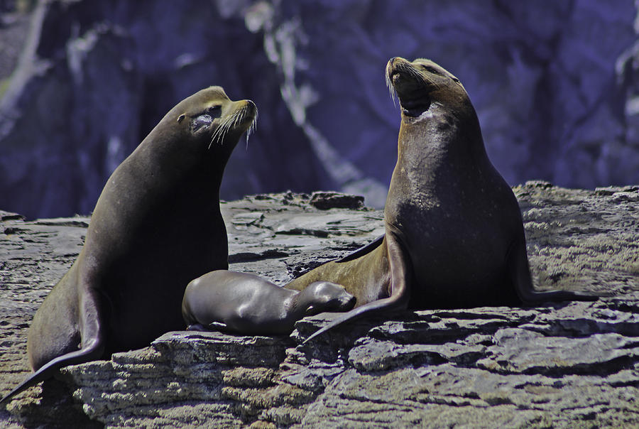 Sea Lion Family Photograph by Camilla Fuchs - Fine Art America