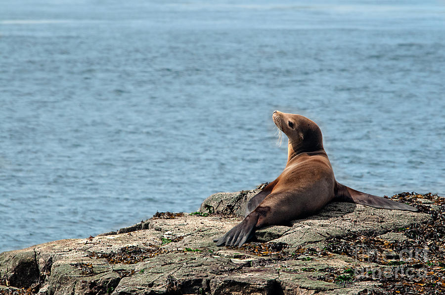 Sea Lion Photograph - Sea Lion in the Sun by Melody Watson