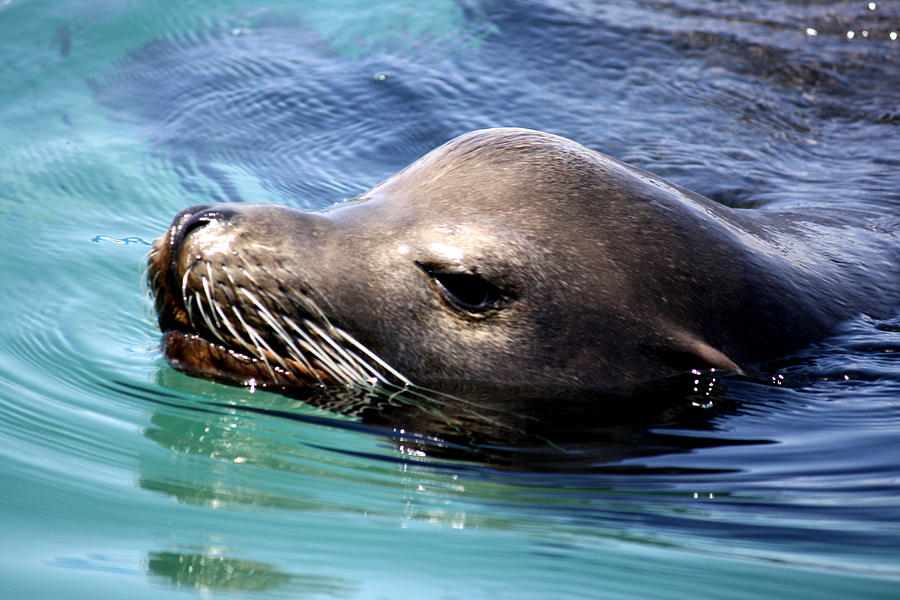 Sea Lion Photograph by Karen Scovill