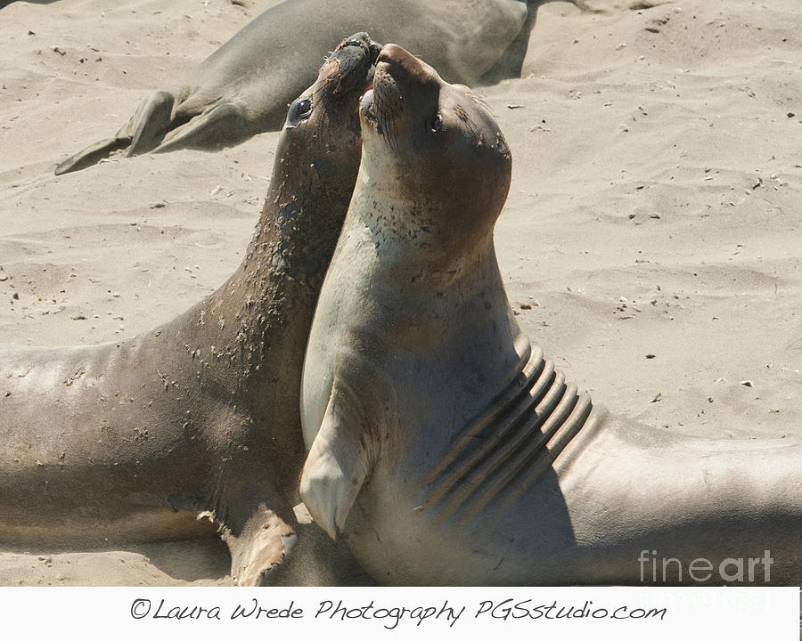 Sea Lion Love from the book MY OCEAN contact Laura Wrede to purchase this print Photograph by Artist and Photographer Laura Wrede