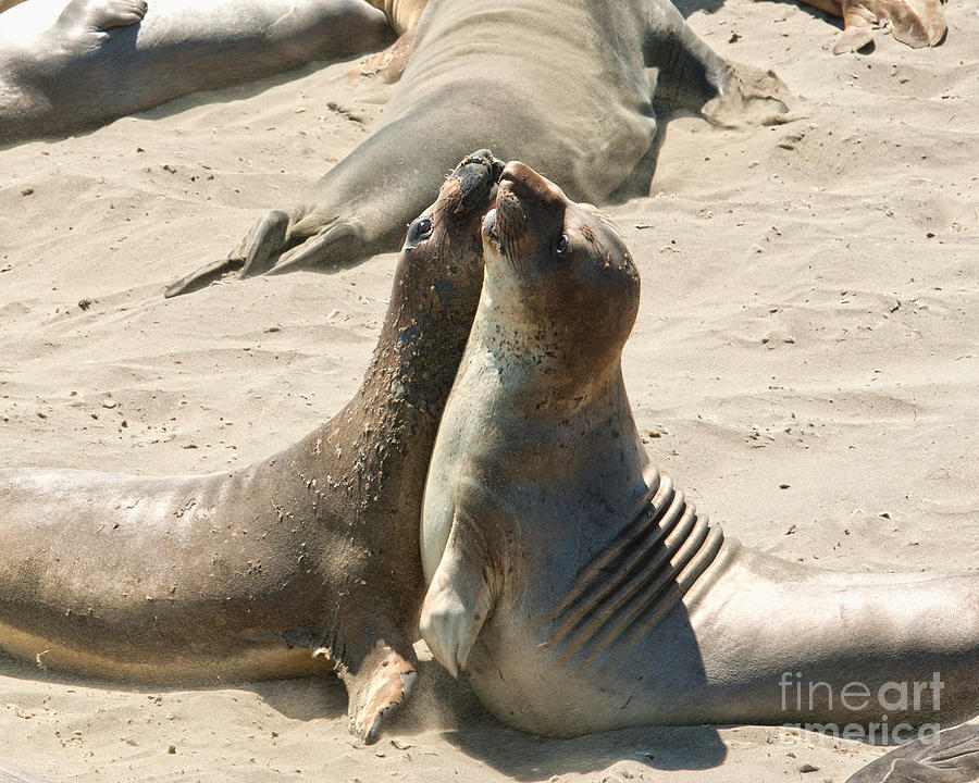 Sea Lion Love from the book MY OCEAN Photograph by Artist and Photographer Laura Wrede