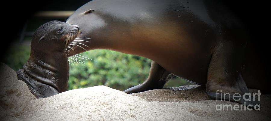 Sea Lion Pup and Adult Photograph by Lilliana Mendez