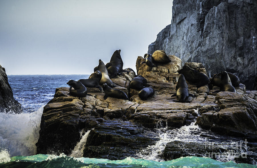 Sea Lion Rock Photograph by Richard Mason