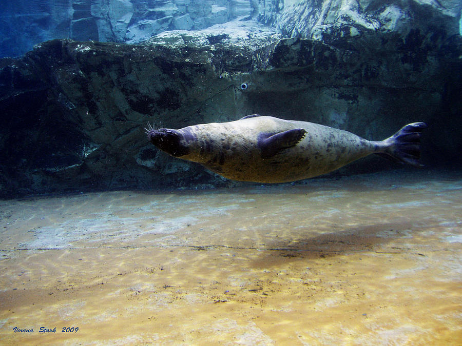 Sea Lion Swimming Upsidedown Photograph by Verana Stark