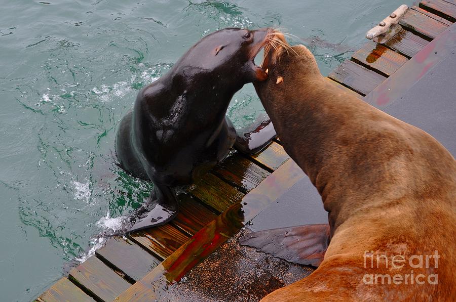 Fish Photograph - Sea Lion vs Seal by M J