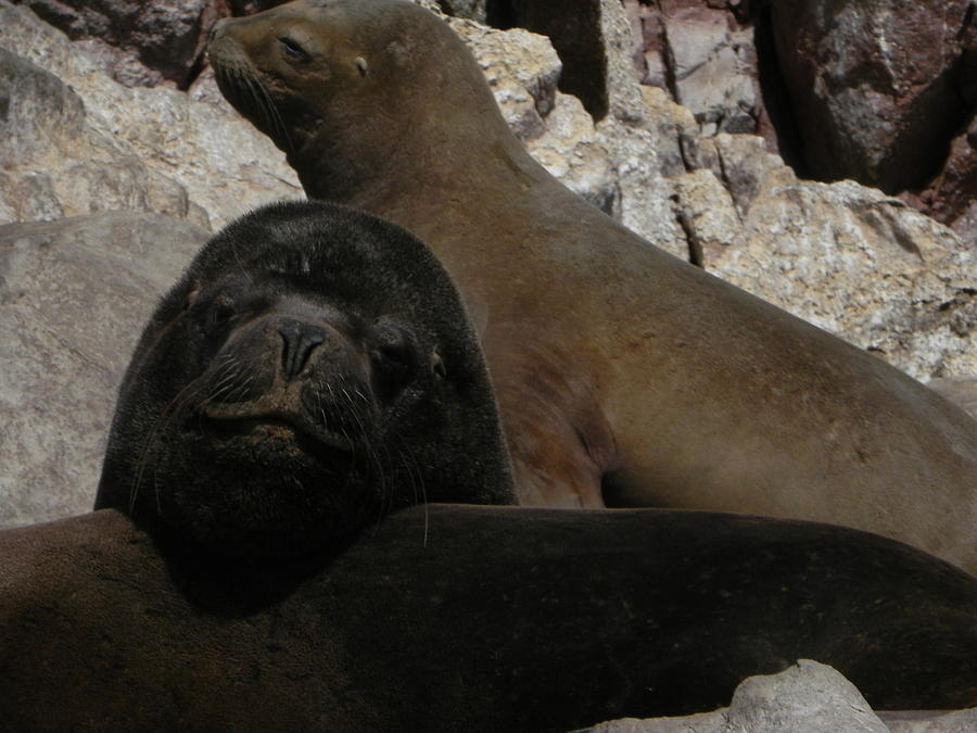 Sea Lions And Fur Seals 8 Photograph