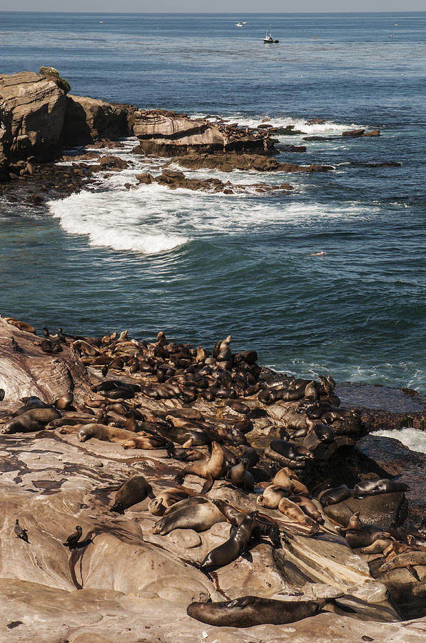 San Diego Photograph - Sea Lions at La Jolla Cove by Lee Kirchhevel