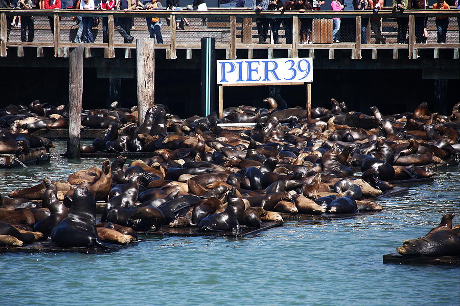 Sea Lions At Pier 39, San Francisco, California Photograph by Aidan
