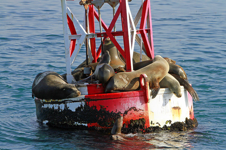 Sea Lions at Rest Photograph by Shoal Hollingsworth
