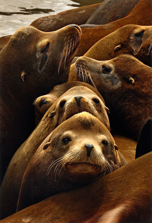 Sea Lions by Stacy Boorn Photograph by California Coastal Commission