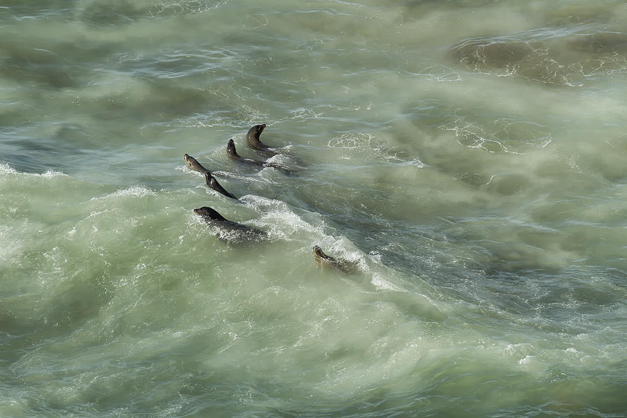 Sea Lions Cavorting in a Green Sea Photograph by Belinda Greb