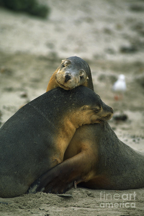 Sea Lions Photograph by Gregory G. Dimijian