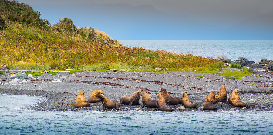 Sea Lions of Juneau Photograph by Janis Knight