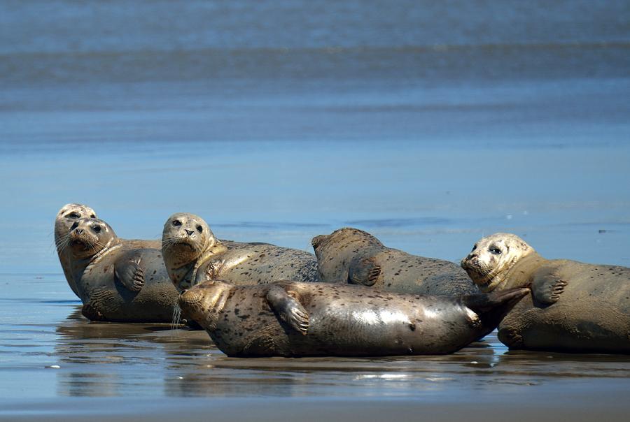 Sea Lions on Breach Photograph by Mike Watts - Fine Art America