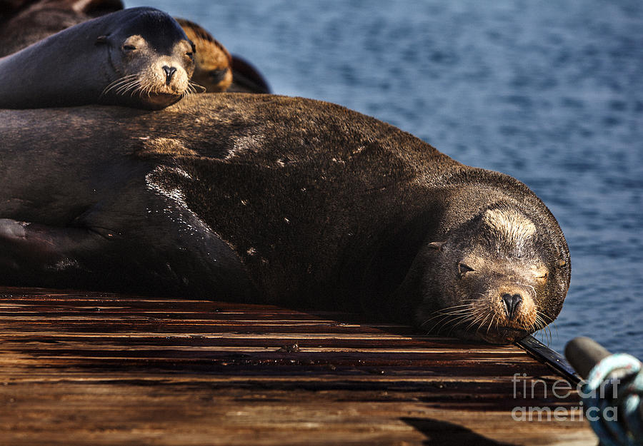 Wildlife Photograph - Sea Lions on the dock by David Millenheft