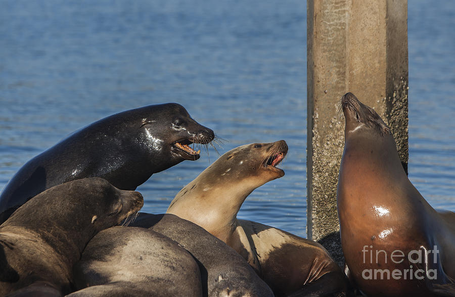 Sea lions on the pier Photograph by David Millenheft
