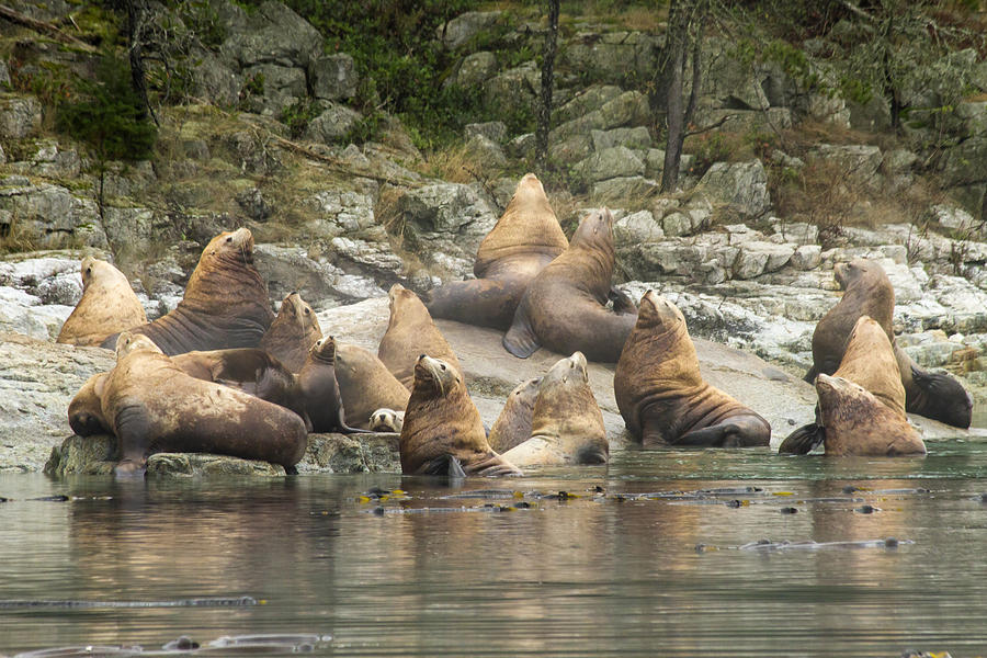 Sea Lions resting Photograph by Inge Riis McDonald