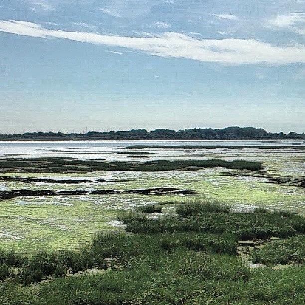 Nature Photograph - #sea #marsh #pretty #landscape by Kate Murphy